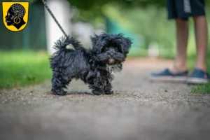 Mehr über den Artikel erfahren Bolonka Zwetna Züchter und Welpen in Coburg