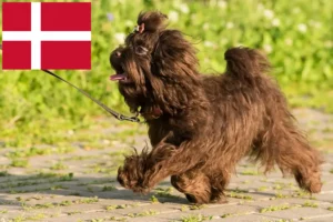 Mehr über den Artikel erfahren Bolonka Zwetna Züchter und Welpen in Dänemark