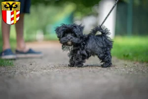 Mehr über den Artikel erfahren Bolonka Zwetna Züchter und Welpen in Schwaben